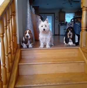 Meet your Posher, Shawn